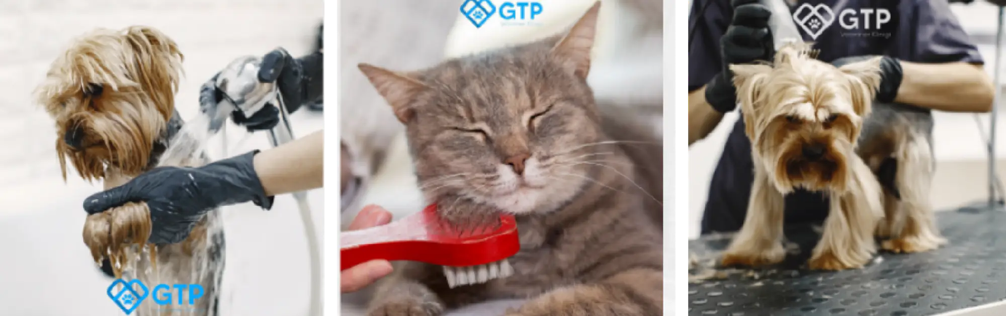 GTP Veterinary Clinic social media posts: bathing, brushing and trimming